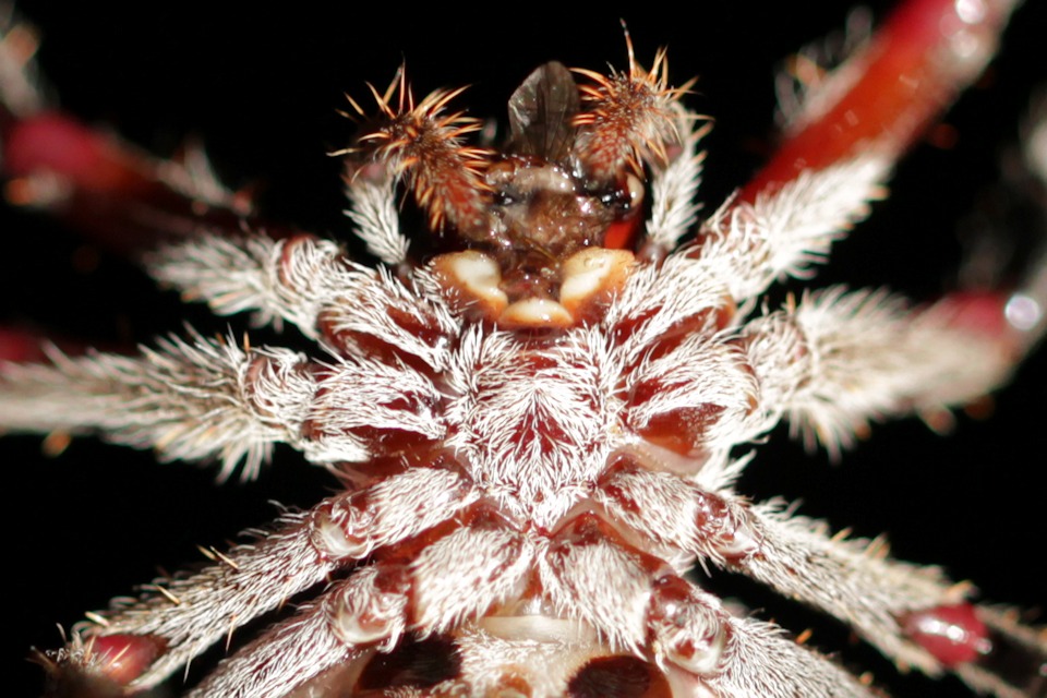 Garden Orb-Weaver (Eriophora biapicata) (Eriophora biapicata)